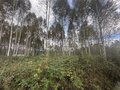Продажа садового участка: п. Красный Адуй, к/с Адуйское, ул. Берёзовая, 11 (городской округ Верхняя Пышма) - Фото 8