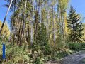 Продажа земельного участка: п. Кедровое, ул. Заповедная, 11 (городской округ Верхняя Пышма) - Фото 1