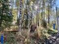 Продажа земельного участка: п. Кедровое, ул. Заповедная, 11 (городской округ Верхняя Пышма) - Фото 4