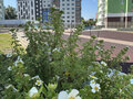 Аренда квартиры: Екатеринбург, ул. Библиотечная, 25 (Втузгородок) - Фото 1