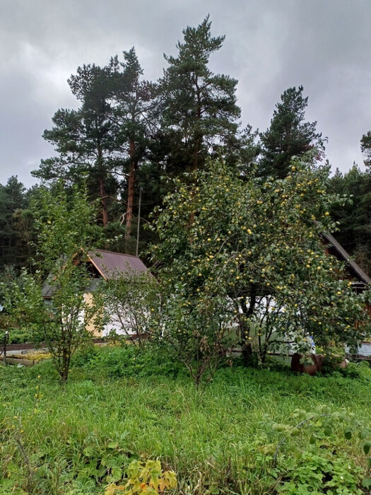 г. Первоуральск, СНТ Коллективный сад №22, уч. 57 (городской округ Первоуральск) - фото сада (8)