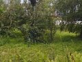 Продажа садового участка: п. Монетный, Коллективный сад №20 (городской округ Березовский) - Фото 4
