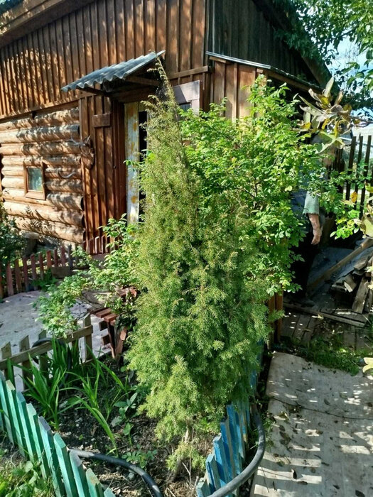 г. Верхняя Пышма, СНТ №39 (городской округ Верхняя Пышма) - фото сада (2)