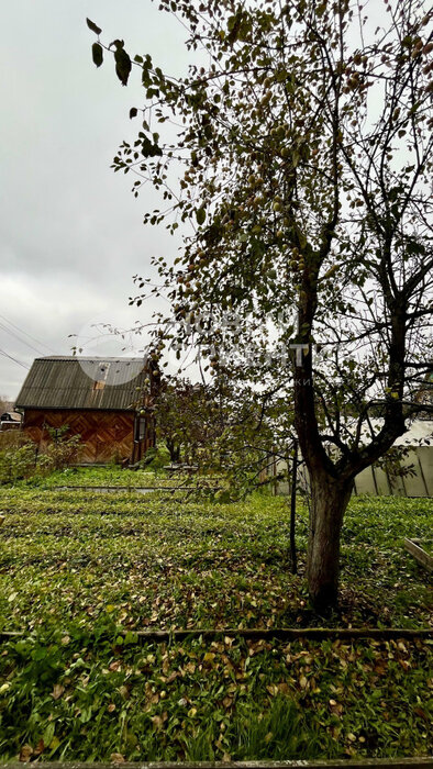 Екатеринбург, к/с Лесовод, уч. 23 - фото сада (4)