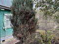 Продажа садового участка: Екатеринбург, коллективный сад Керамик (Горный щит) - Фото 3