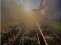 Продажа садового участка: п. Бобровка, СТ Рябинушка (городской округ Белоярский) - Фото 7