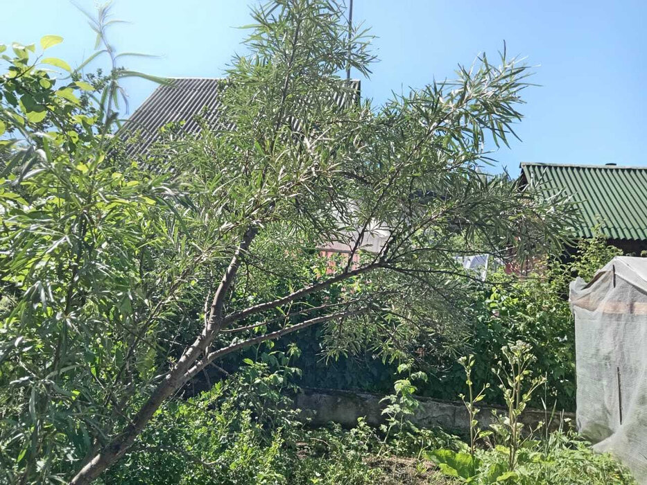 с. Таватуй, к/с Металлоштамп (городской округ Невьянский) - фото сада (2)