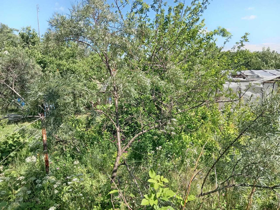 с. Таватуй, к/с Металлоштамп (городской округ Невьянский) - фото сада (4)