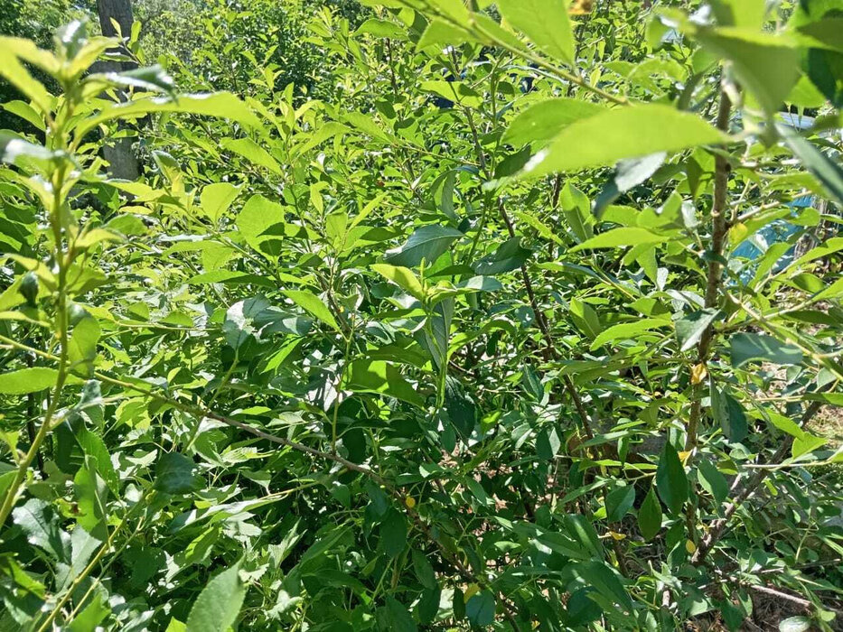 с. Таватуй, к/с Металлоштамп (городской округ Невьянский) - фото сада (5)