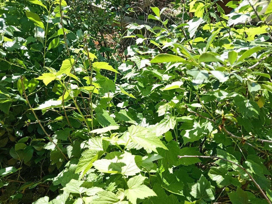 с. Таватуй, к/с Металлоштамп (городской округ Невьянский) - фото сада (6)