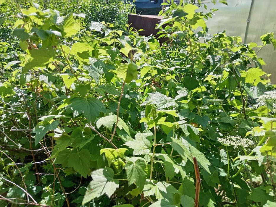 с. Таватуй, к/с Металлоштамп (городской округ Невьянский) - фото сада (7)