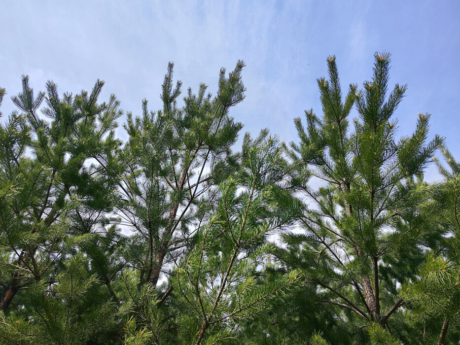 к.п. Хризолитовый, уч. 17 (городской округ Белоярский) - фото земельного участка (8)