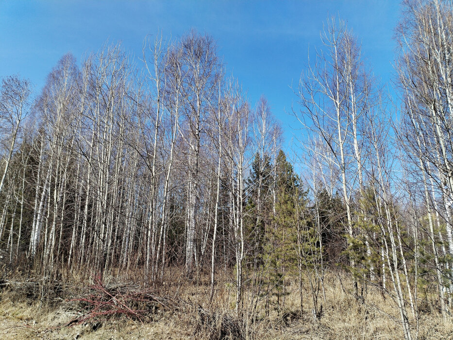 ДПК Созвездие Премиум (городской округ Екатеринбург) - фото земельного участка (4)