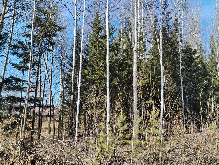 ДПК Созвездие Премиум (городской округ Екатеринбург) - фото земельного участка (5)
