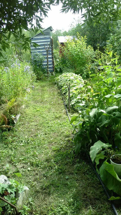 Екатеринбург, к/с Дружба, уч. 20 (Шабровский) - фото сада (7)