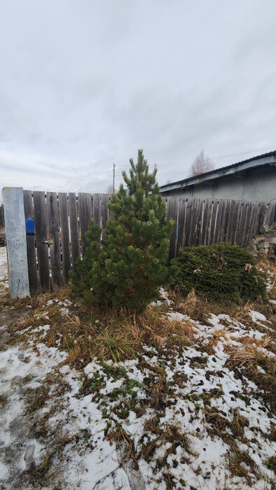 с. Мезенское, ул. Нагорная, 31 (городской округ Заречный) - фото земельного участка (5)