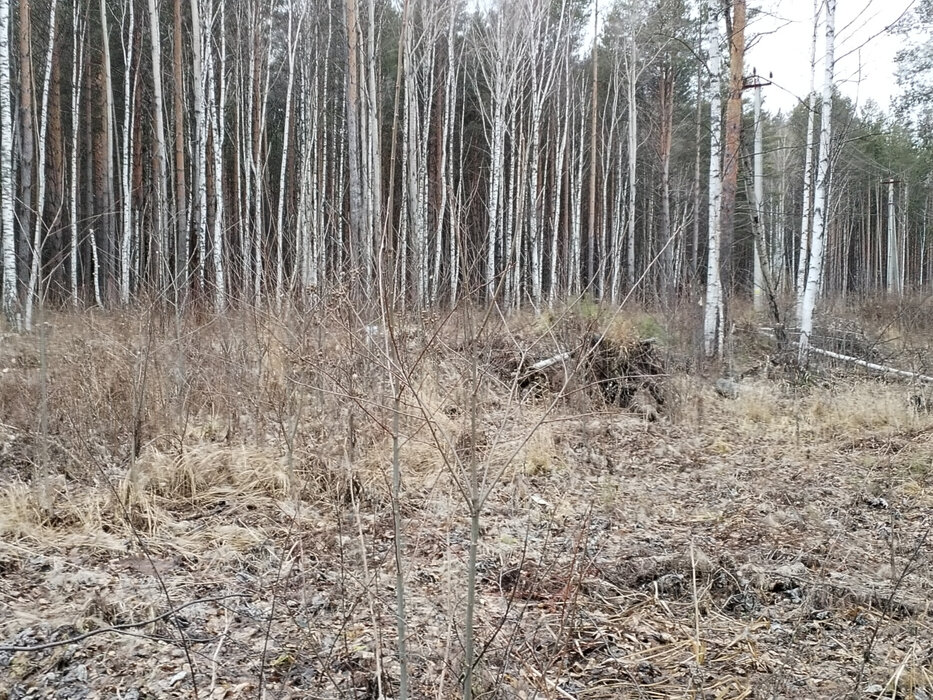 с. Кашино, ул. Лесной ручей (городской округ Сысертский) - фото земельного участка (5)