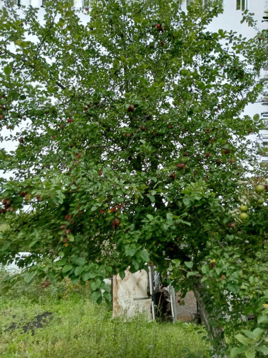 г. Заречный, СНТ Мир, уч. 54 (городской округ Заречный) - фото сада (3)