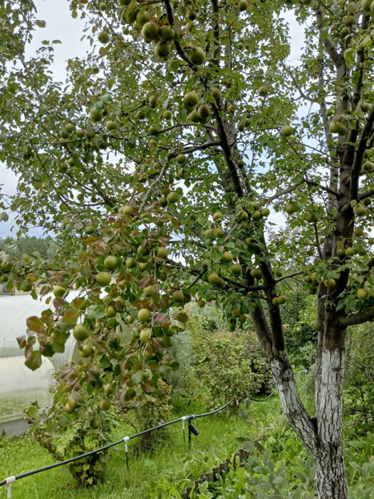 г. Заречный, СНТ Мир, уч. 54 (городской округ Заречный) - фото сада (8)