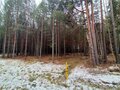 Продажа земельного участка: с. Черноусово, ул. Лесной, 72 (городской округ Белоярский) - Фото 3