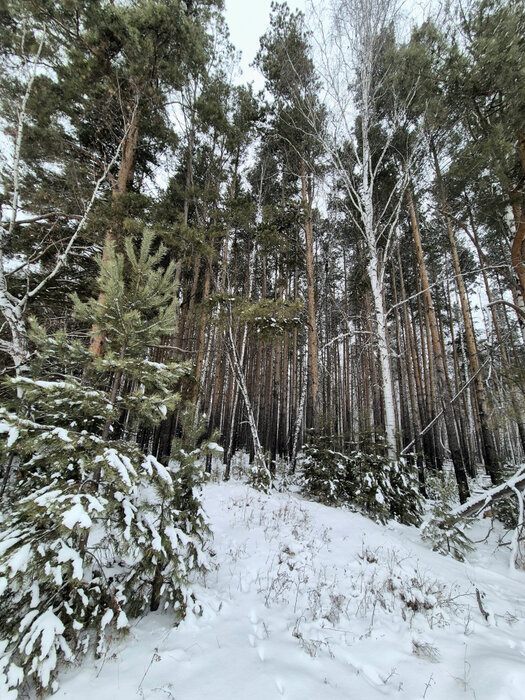 к. п. Расторгуевъ, ул. Вознесенский, 2 (городской округ Сысертский) - фото дома (8)