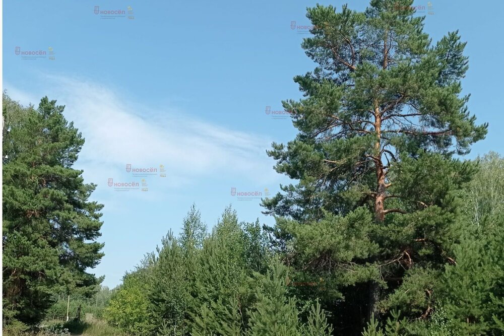 поселок городского типа Белоярский, ул. Калинина (городской округ Белоярский) - фото земельного участка (7)