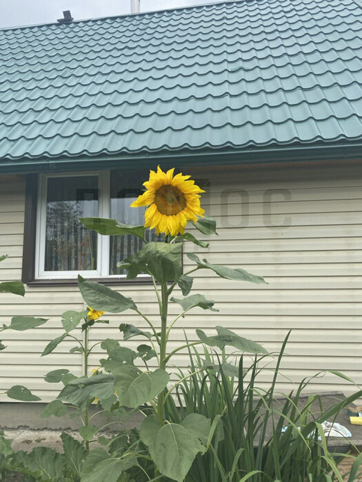 Екатеринбург, коллективный сад Берёзка, ул. Карасьевская, 274 - фото сада (6)