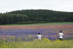 г. Дегтярск, ул. российская, 16 (городской округ Город Дегтярск) - фото земельного участка