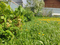 Продажа земельного участка: ДНП Морозовские дачи, ул. Морозова, 4 (городской округ Полевской, с. Курганово) - Фото 3