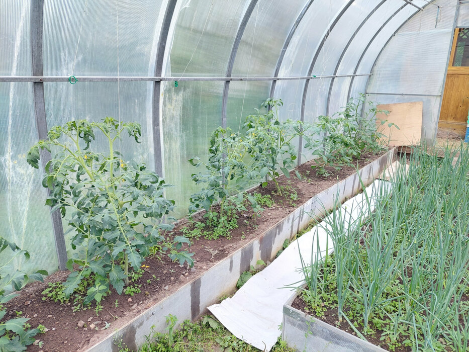 г. Нижний Тагил, снт. Железнодорожник, уч. 86 (городской округ Нижний Тагил) - фото сада (6)