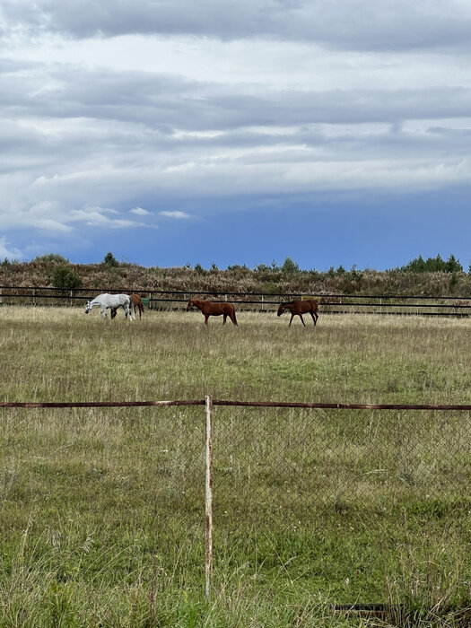 с. Кадниково, ул. СНТ Полесье (городской округ Сысертский) - фото земельного участка (4)