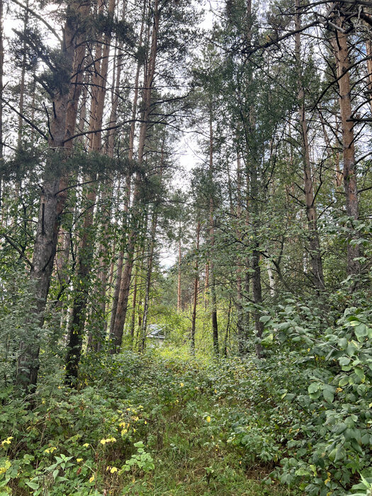 с. Кадниково, ул. СНТ Полесье (городской округ Сысертский) - фото земельного участка (7)