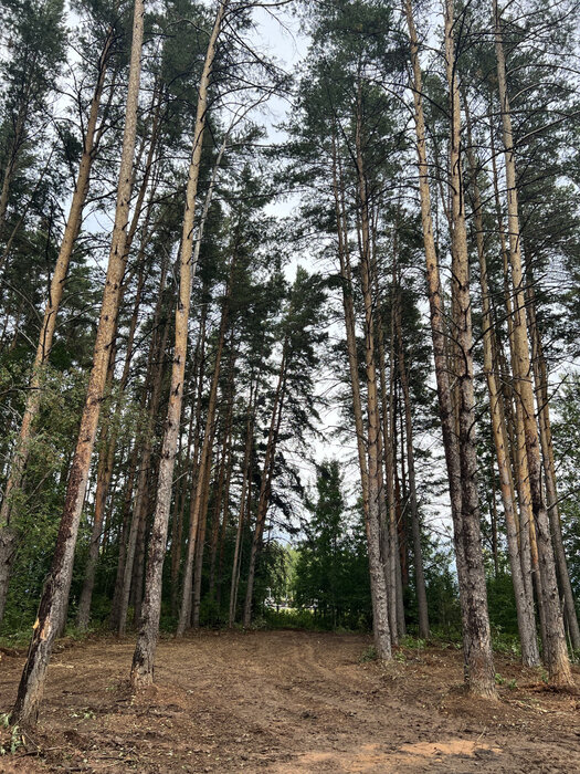 с. Кадниково, ул. СНТ Полесье (городской округ Сысертский) - фото земельного участка (8)