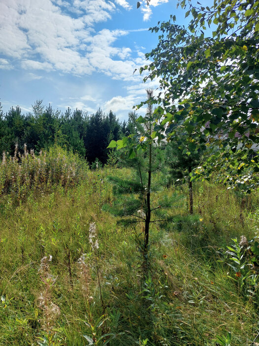 г. Верхняя Пышма, ул. Демидовский (городской округ Верхняя Пышма) - фото земельного участка (5)