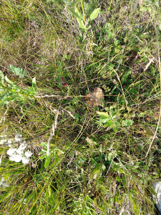 г. Верхняя Пышма, ул. Демидовский (городской округ Верхняя Пышма) - фото земельного участка (7)