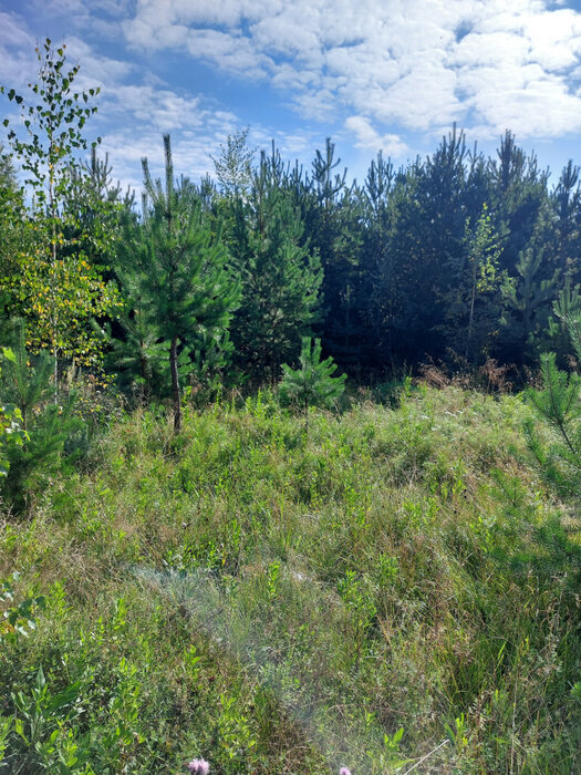 г. Верхняя Пышма, ул. Демидовский (городской округ Верхняя Пышма) - фото земельного участка (8)
