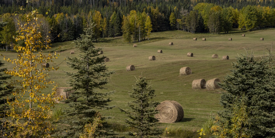 п. Зеленый Лог (городской округ Полевской) - фото земельного участка (1)
