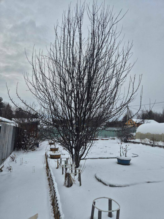 п. Растущий, к/с Сокол-2 (городской округ Белоярский) - фото сада (6)