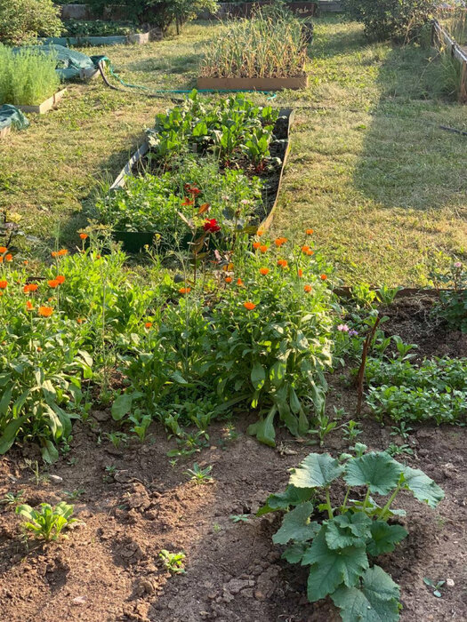 п. Растущий, к/с Сокол-2 (городской округ Белоярский) - фото сада (8)