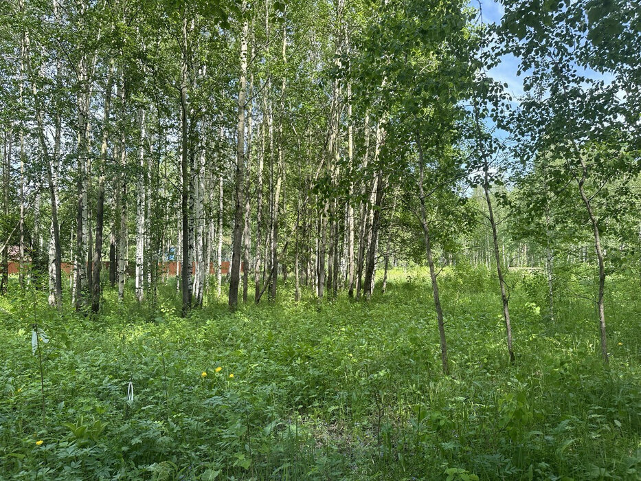 к.п. Острова, ул. КСП «Косулинское» (городской округ Белоярский, п.Растущий) - фото земельного участка (1)