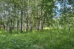 к.п. Острова, ул. КСП «Косулинское» (городской округ Белоярский, п.Растущий) - фото земельного участка