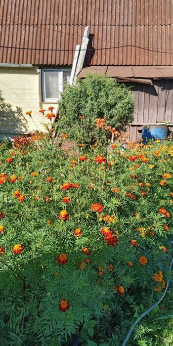 Екатеринбург, СНТ Радуга-1 - фото сада (4)