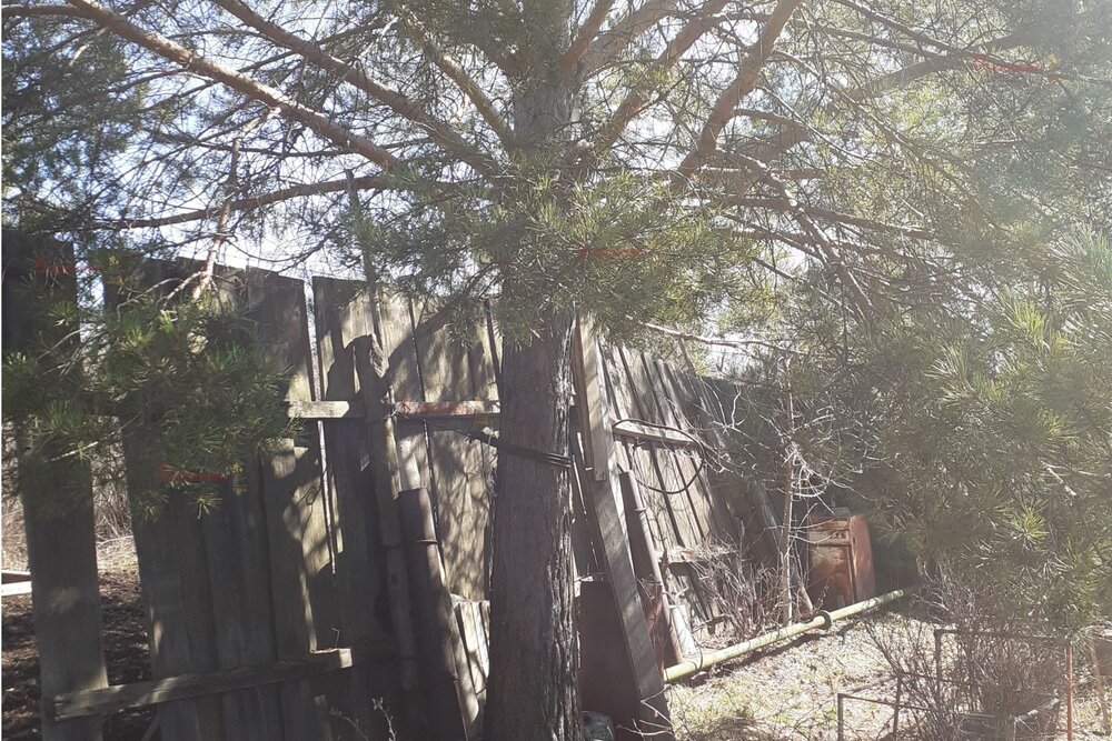 п. Соколовка, СНТ Сокол-2, уч.   (городской округ Верхняя Пышма) - фото сада (5)