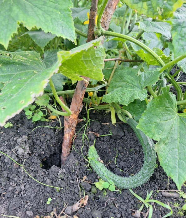 г. Сысерть, садовые участки Геолог, уч. 17 (городской округ Сысертский) - фото сада (8)