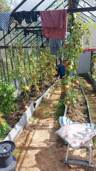 г. Заречный, СНТ Восход, л.8 (городской округ Заречный) - фото сада (6)