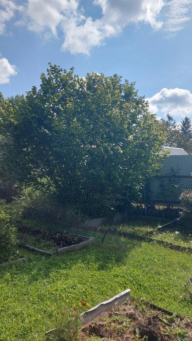 г. Заречный, СНТ Восход, л.8 (городской округ Заречный) - фото сада (7)