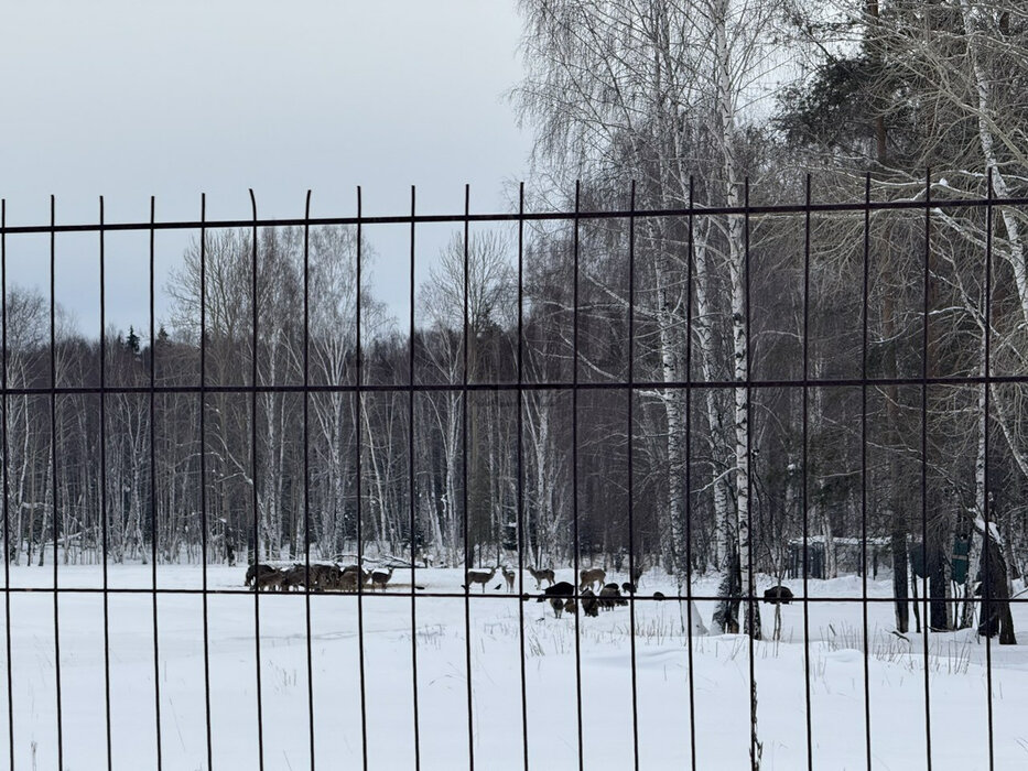 к.п. Семейные традиции (городской округ Первоуральск, п. Хрустальная) - фото земельного участка (5)