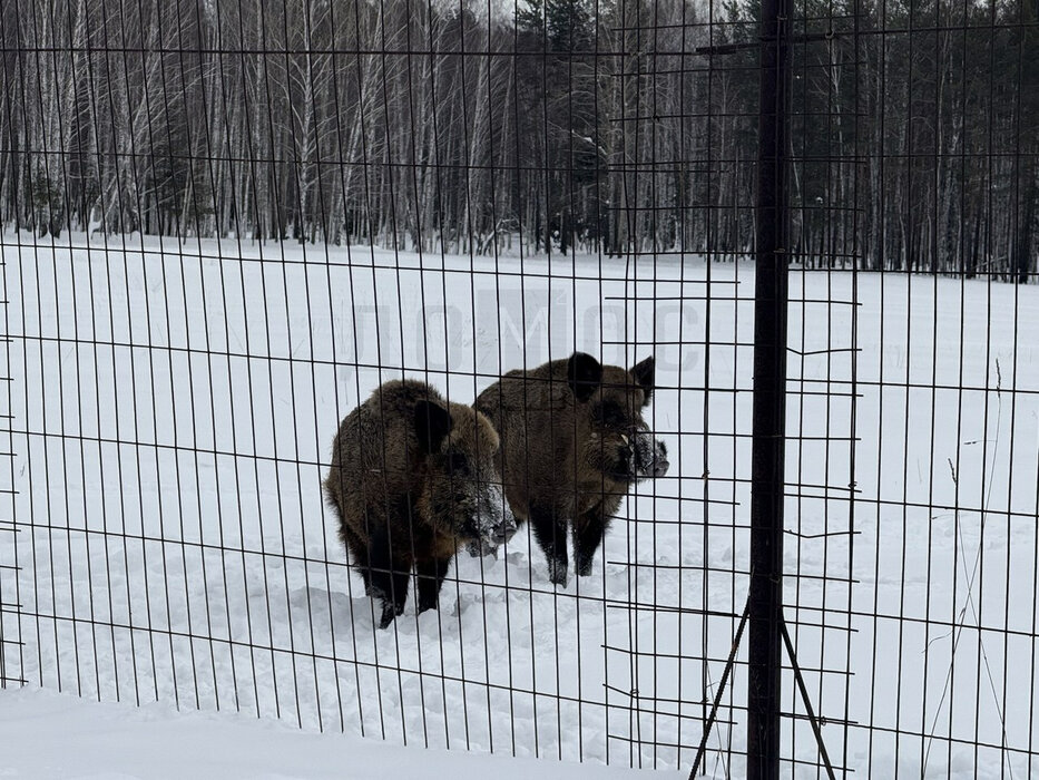 к.п. Семейные традиции (городской округ Первоуральск, п. Хрустальная) - фото земельного участка (6)