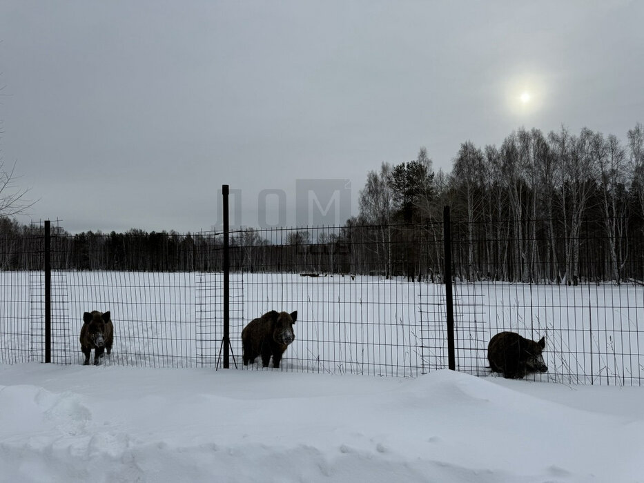к.п. Семейные традиции (городской округ Первоуральск, п. Хрустальная) - фото земельного участка (7)