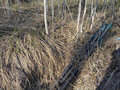 Продажа земельного участка: к.п. Заповедник, ул. Лисий лес (городской округ Сысертский, п. Габиевский) - Фото 4